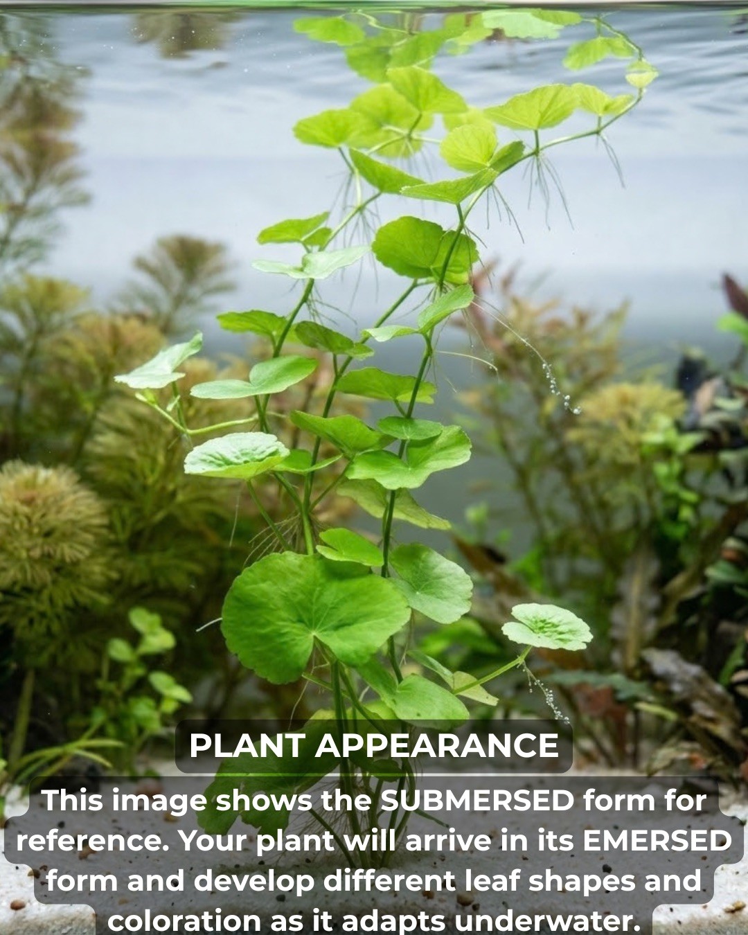 Brazilian Pennywort Freshwater Aquarium Plant | BUY 2 GET 1 FREE