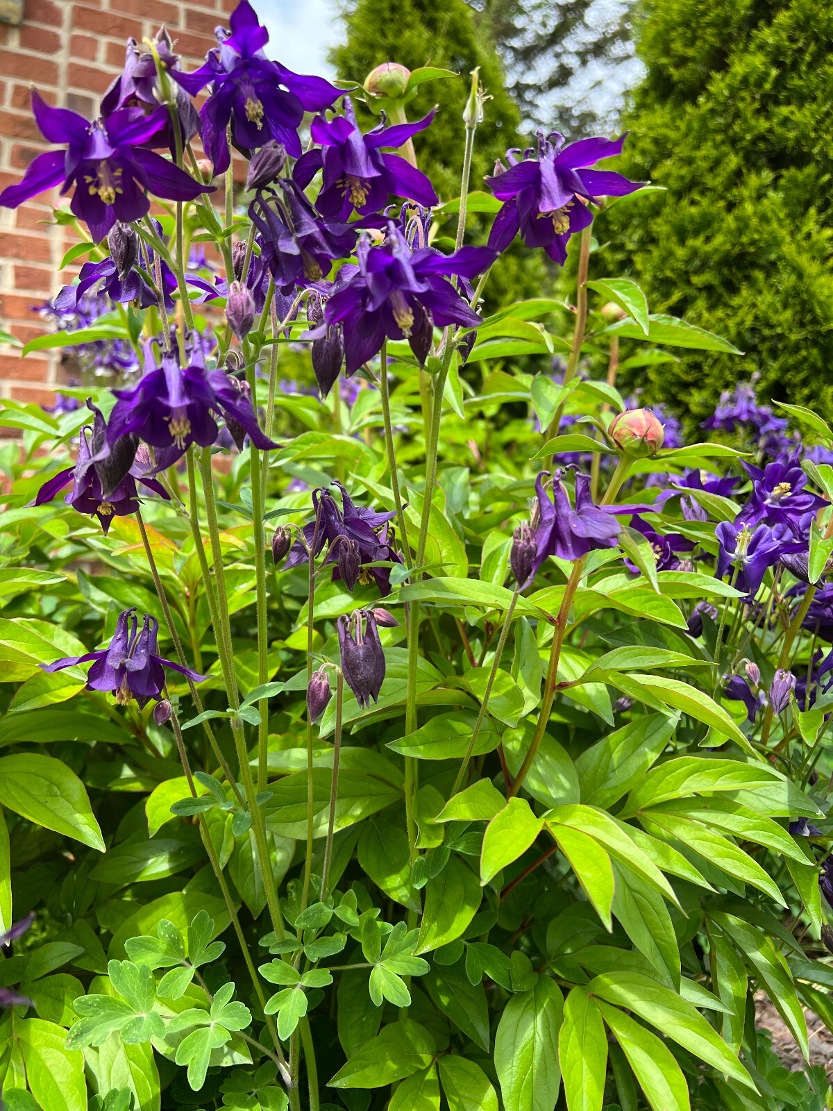 Blue Columbine Blue Aquilegia - 1 Live Plant April 2026