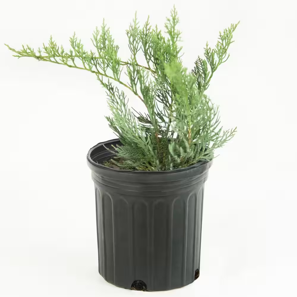 1 Gal. Gray Owl Juniper Shrub