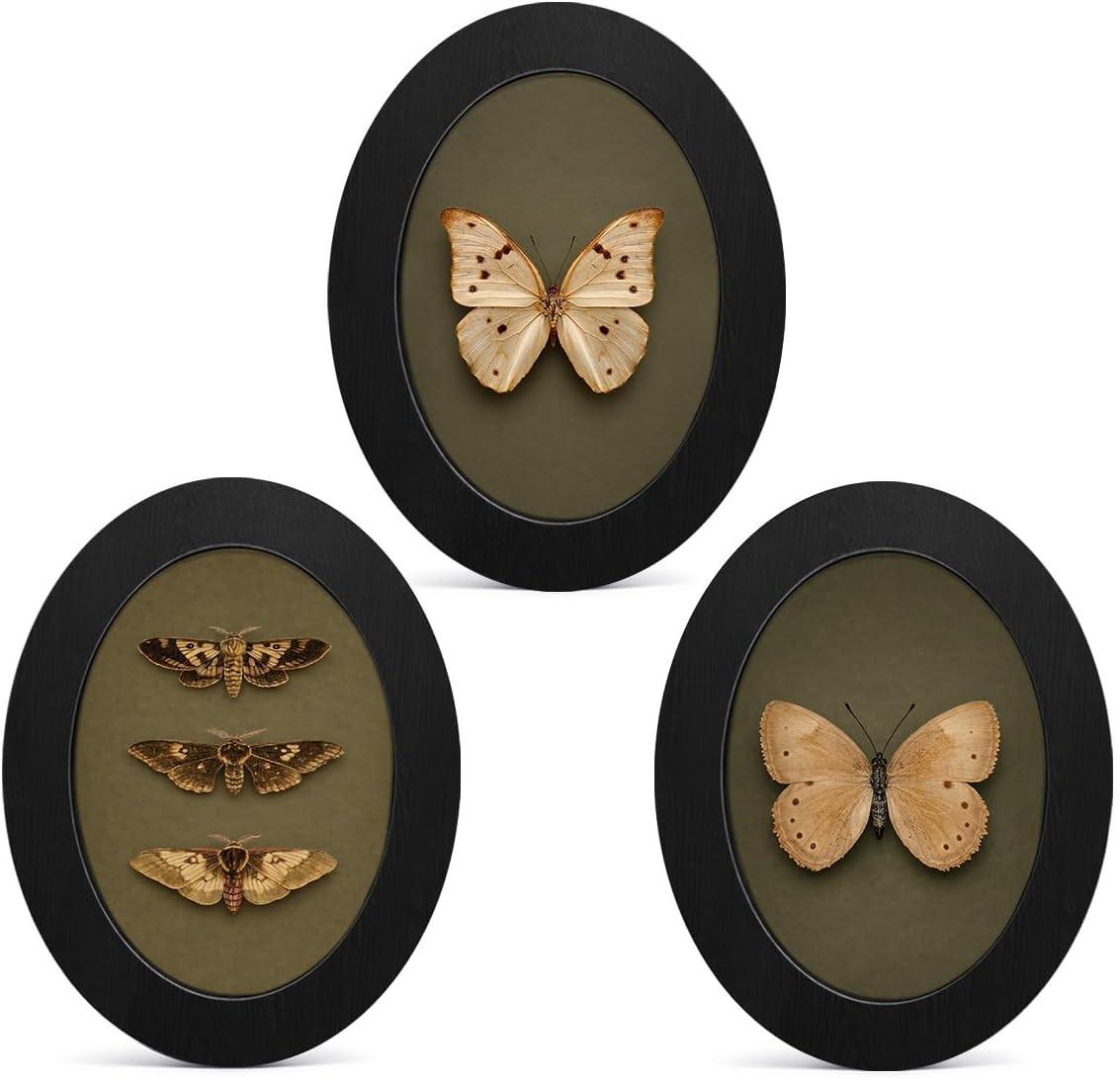 3Pcs Vintage Moody Butterfly Art Oval Small Wall Art Framed Decor