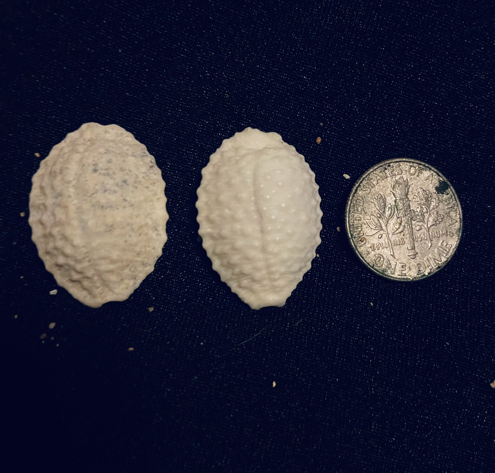 Hawaiian Seashells Pair Of Granulated Cowries