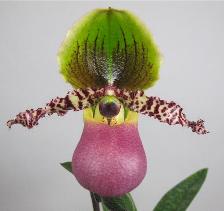 Paphiopedilum Pinocchio blooming size Paphiopedilum orchid hybrid. Unique Paphiopedilum Pinocchio blooming size Paphiopedilum orchid hybrid. Unique