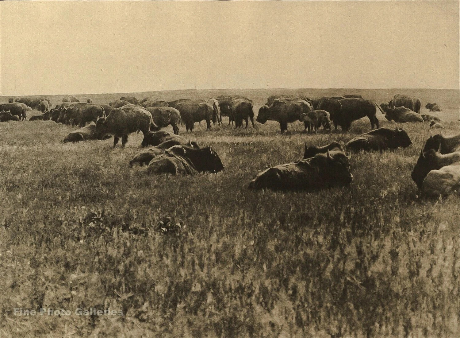 1900/72 EDWARD CURTIS Native American Indian Bison Buffalo Folio Photo On 16X20