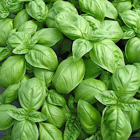 Genovese Basil Seeds | Heirloom / Non-GMO |  | Seed Store | 1126