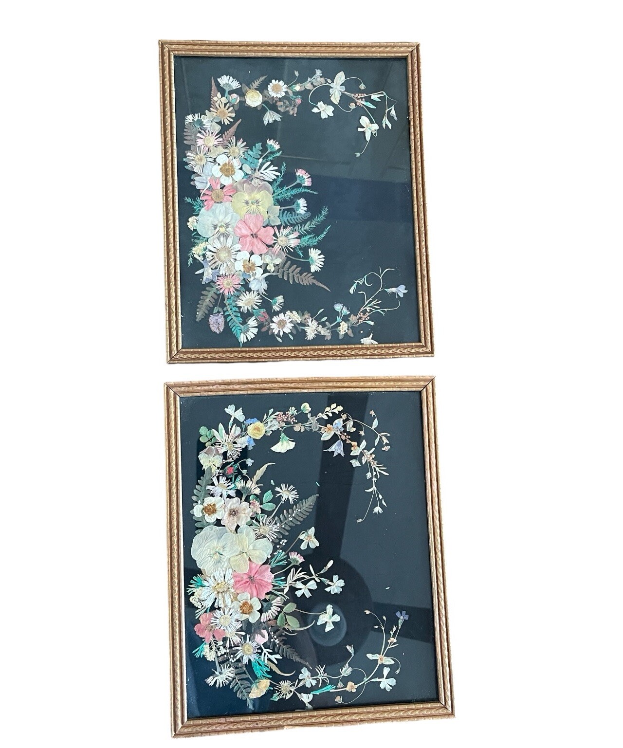 TWO Vintage Dried Flower Pictures Pressed Herbarium Decor Black Background TWO Vintage Dried Flower Pictures Pressed Herbarium Decor Black Background