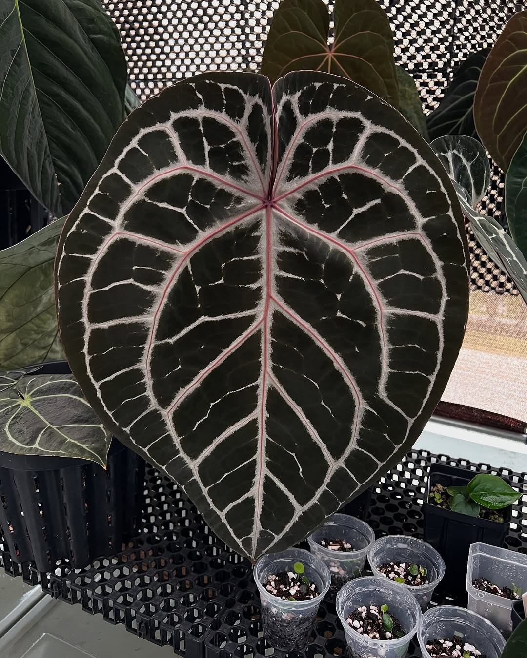 Anthurium Michelle (doc block) Anthurium Michelle (doc block)
