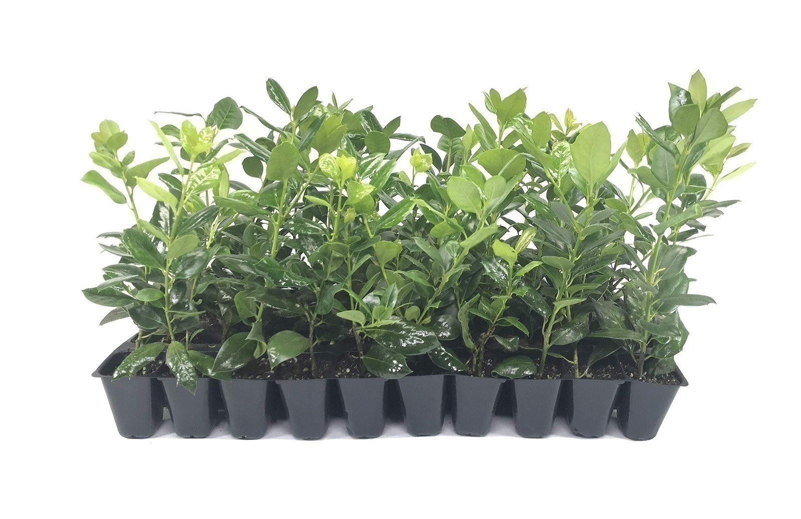Ilex Nellie Holly | 2 Inch | Ilex stevensii | Evergreen Privacy | Dense Growth