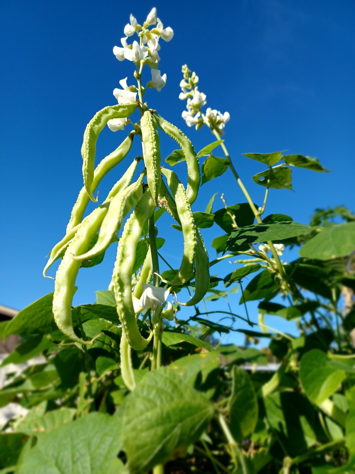 15+ HYAWING BEAN SEEDS *Super Rare Hybrid* || high-yield  ||  