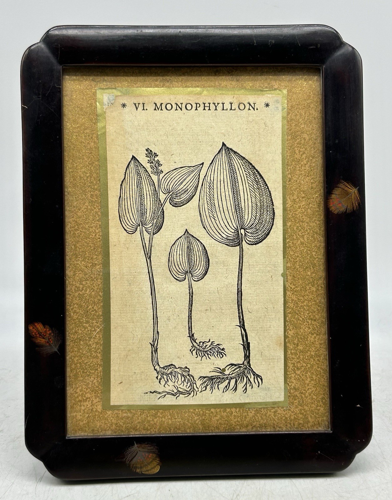 Zohiko Lacquer Frame, Kyoto Japan, Woodcut 1598 The Herbal of Matthiolus