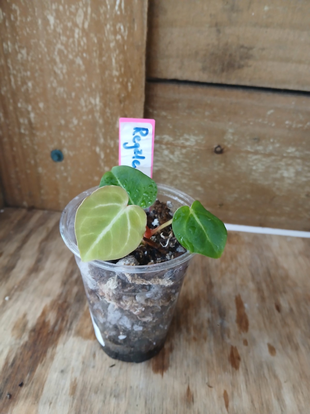 Anthurium Regale x Crystallinum Actual Tropical House Plant 
