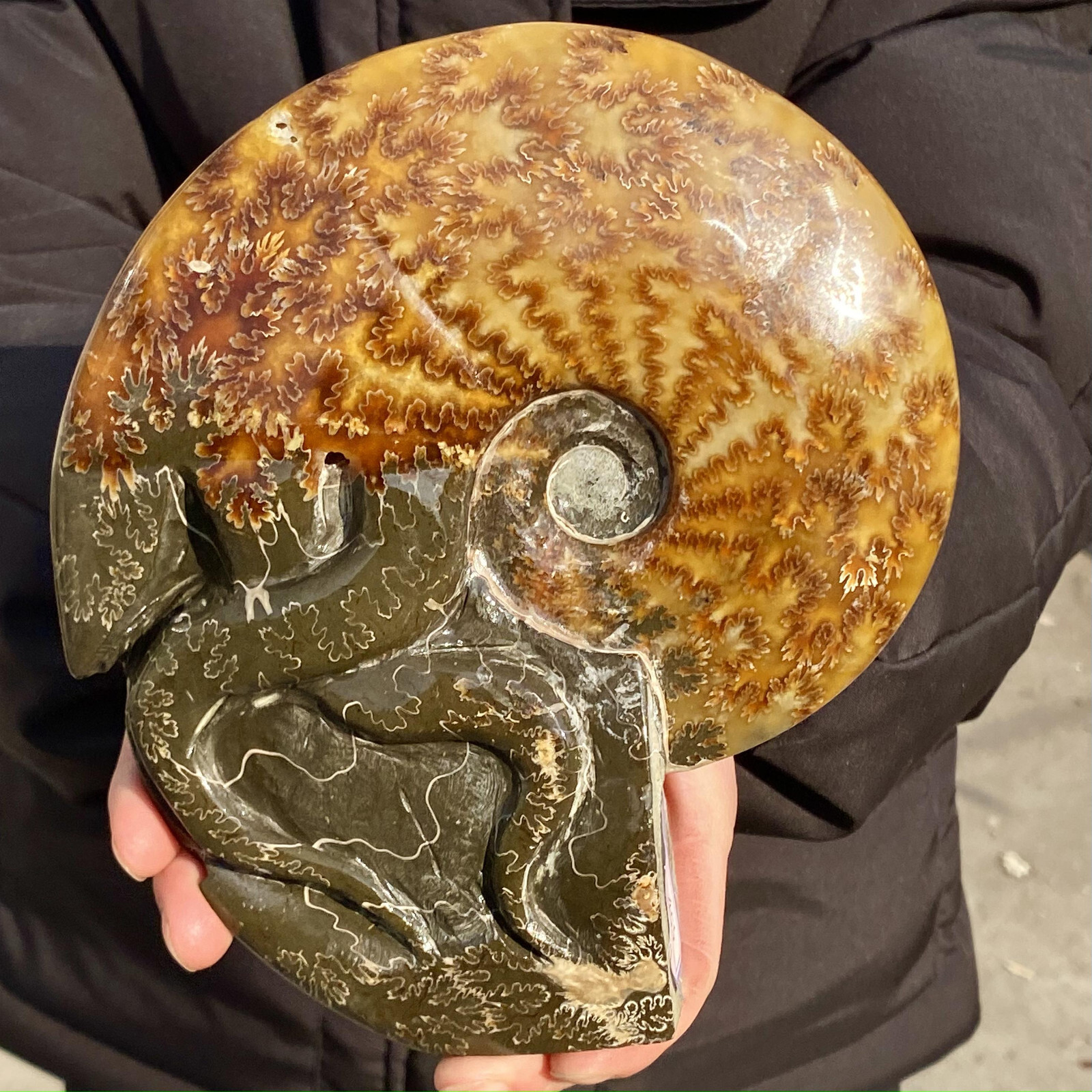 3.19LB Rare Natural Tentacle Ammonite FossilSpecimen Shell Healing Madagascar