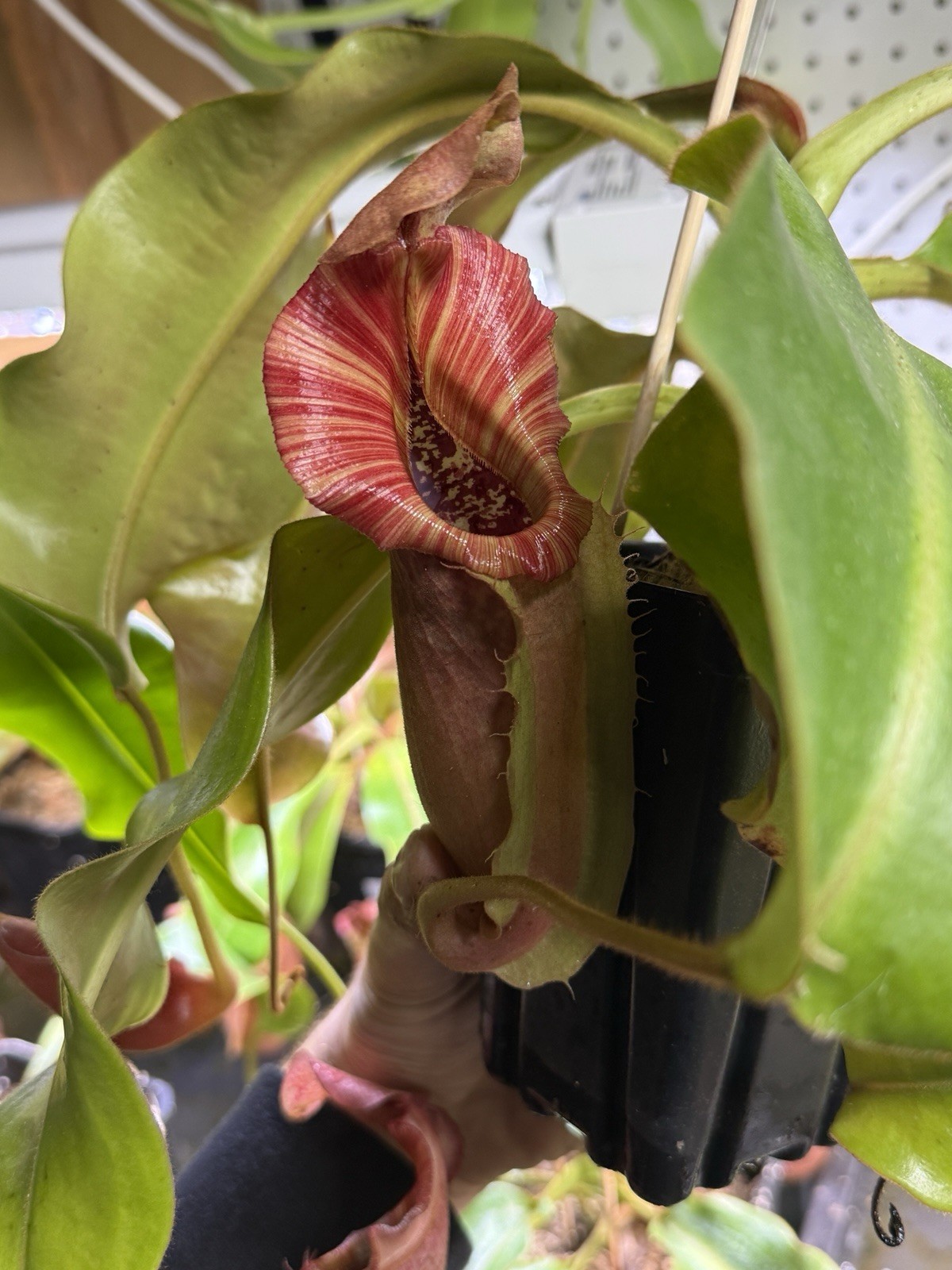 Nepenthes XL Veitchii (Orange Fade X Pink Candy Cane) Potted Stripes Seed Grown