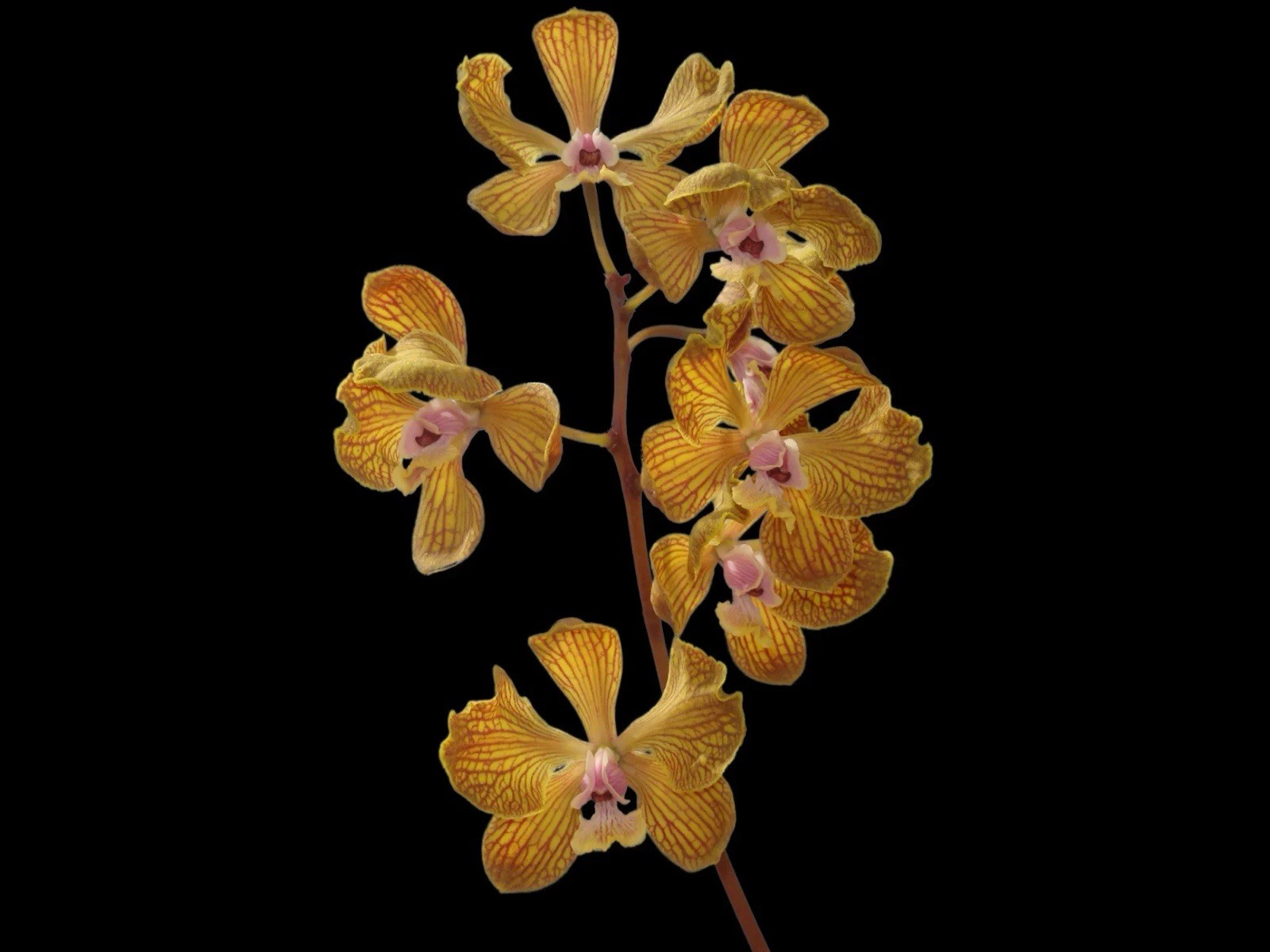 Laelia Wellesley \'Nelda\' AM/AOS X Encyclia foweliei Orchid Eros Hybrid 4” Pot