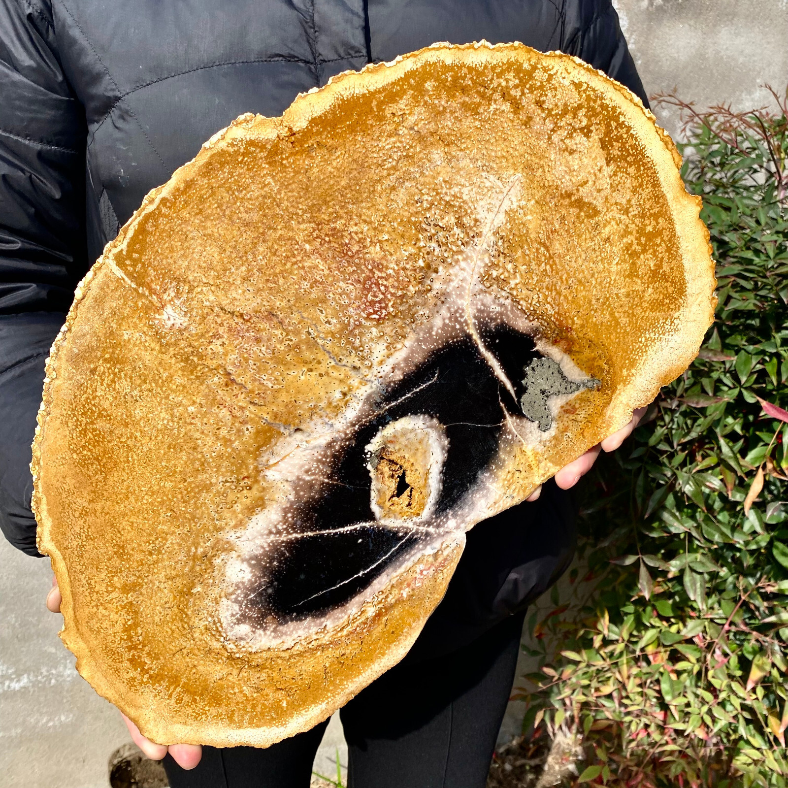 5.3LB Large Natural Petrified Wood Crystal Fossil Slice Shape Specimen Healing