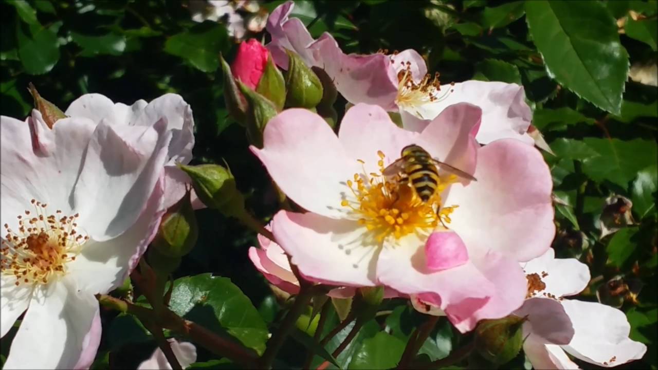 Organic Live USA Pink Miniature Rose 20+ Cuttings + Box Shipping