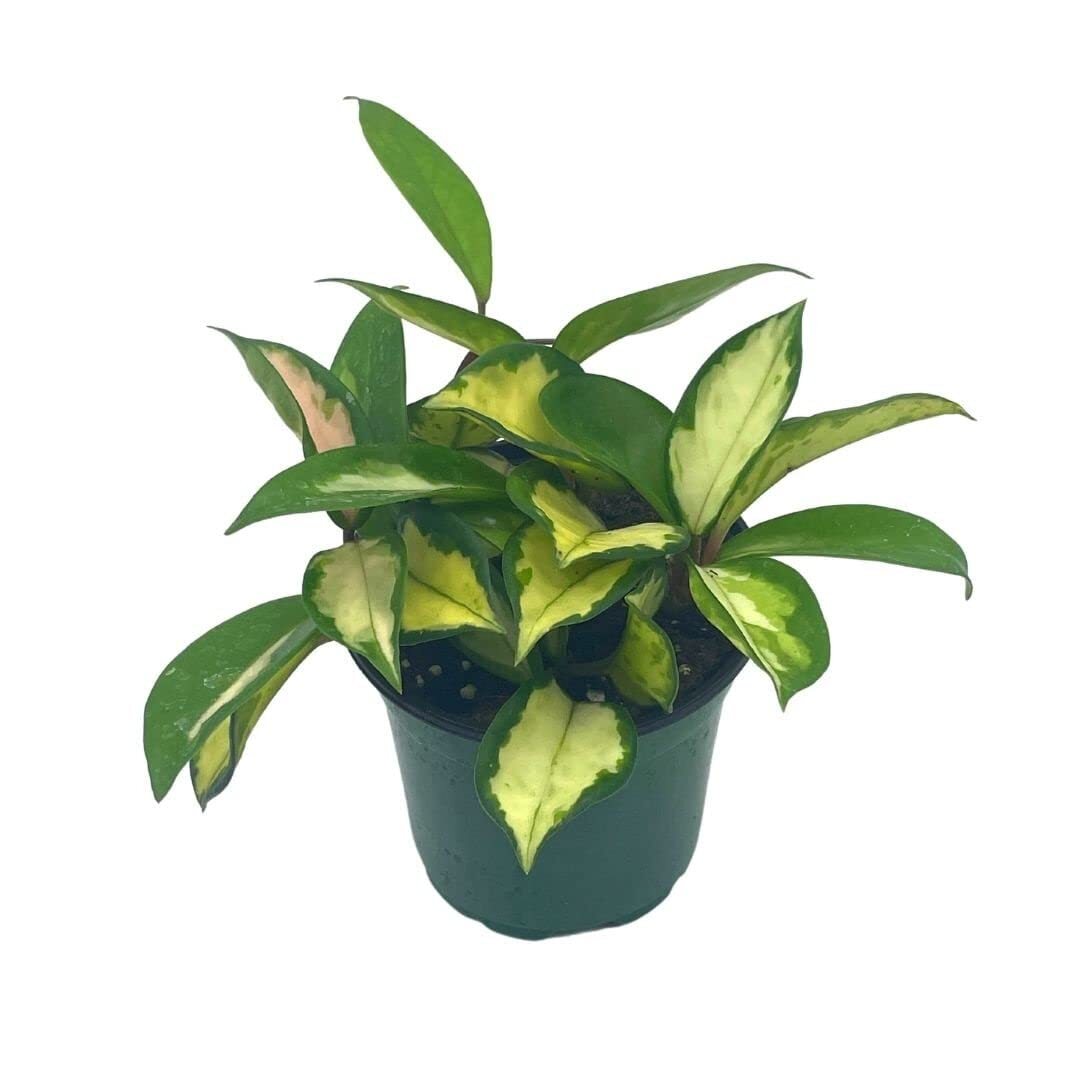 Variegated Hoya Exotica, Krimson Princess, Tricolor Crimson, Very Rare Limited L