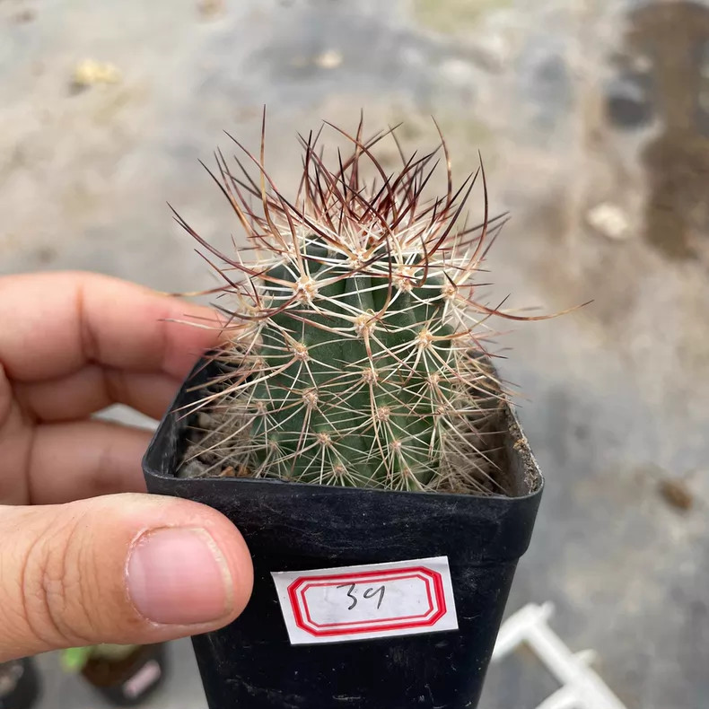 1Piece 3.5-4cm Seedgrowth Seedling Echinocereus Ferreirianus Cactis Rare Plant 1Piece 3.5-4cm Seedgrowth Seedling Echinocereus Ferreirianus Cactis Rare Plant