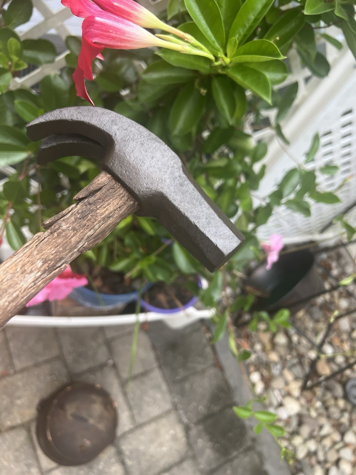Very Old Nail Hammer Adze Eye Octagon Face Wood Handle 24 oz. Ram's Horns Claws Very Old Nail Hammer Adze Eye Octagon Face Wood Handle 24 oz. Ram's Horns Claws