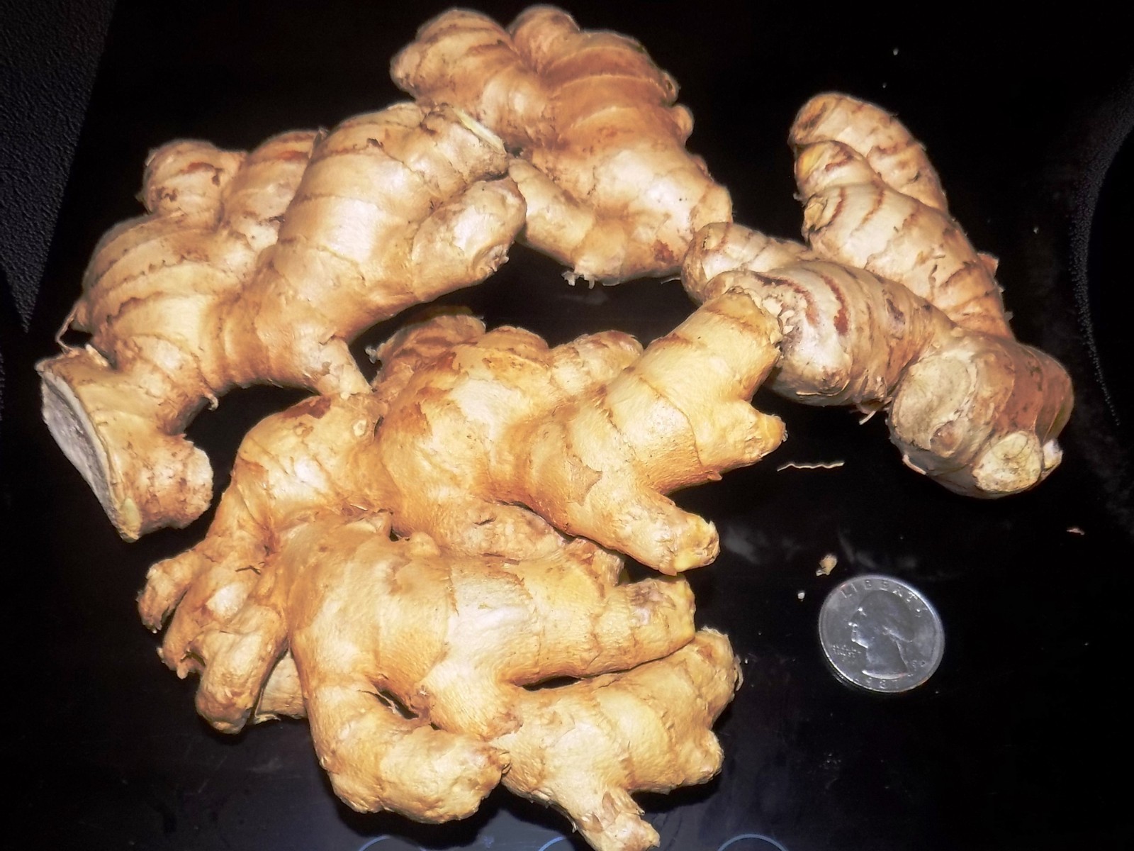 Fresh Organic Ginger Root  1lb to 30lb USA Shipper BEST PRICE on Eb