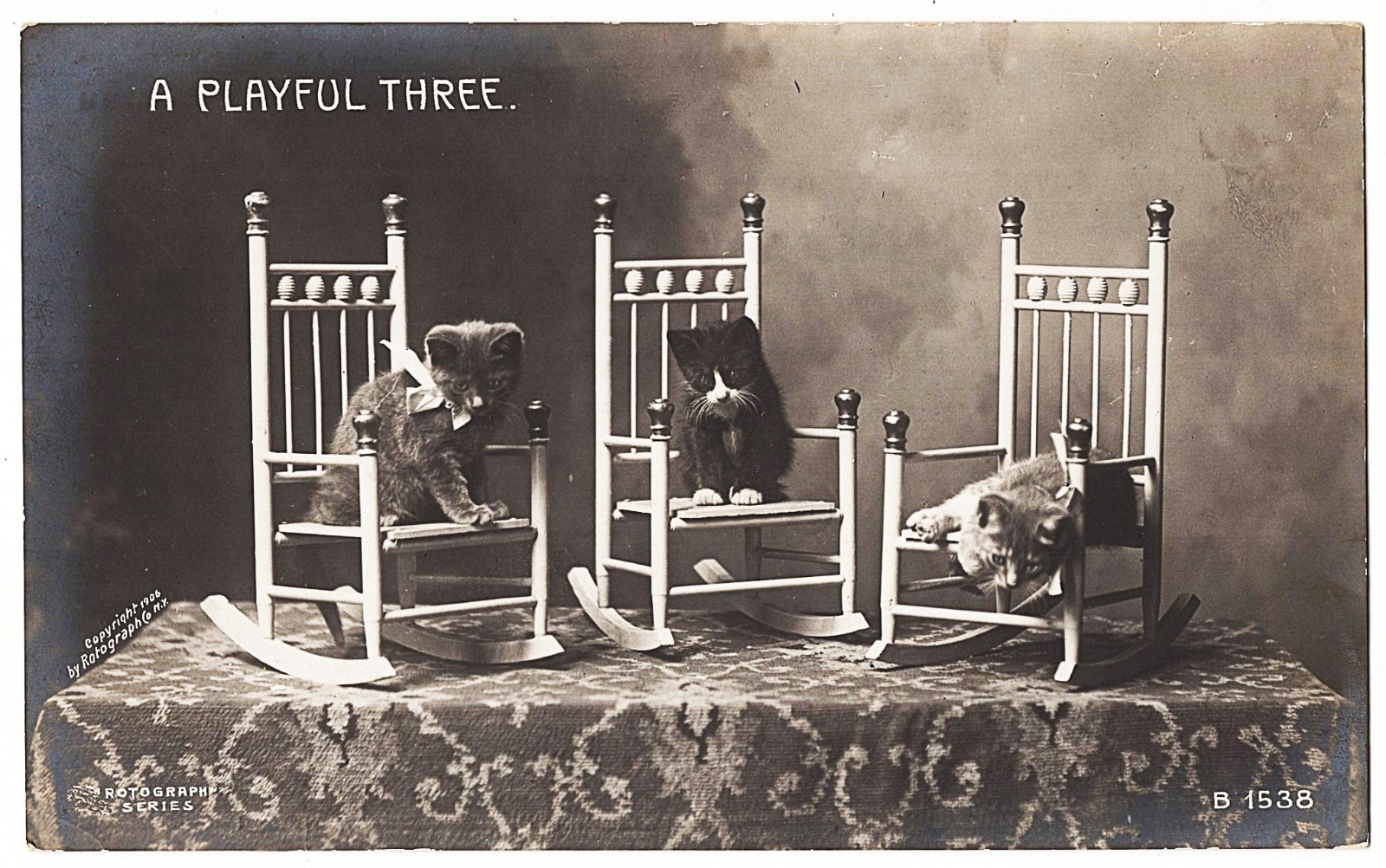 real photo Cat Cats ' A Playful Three 