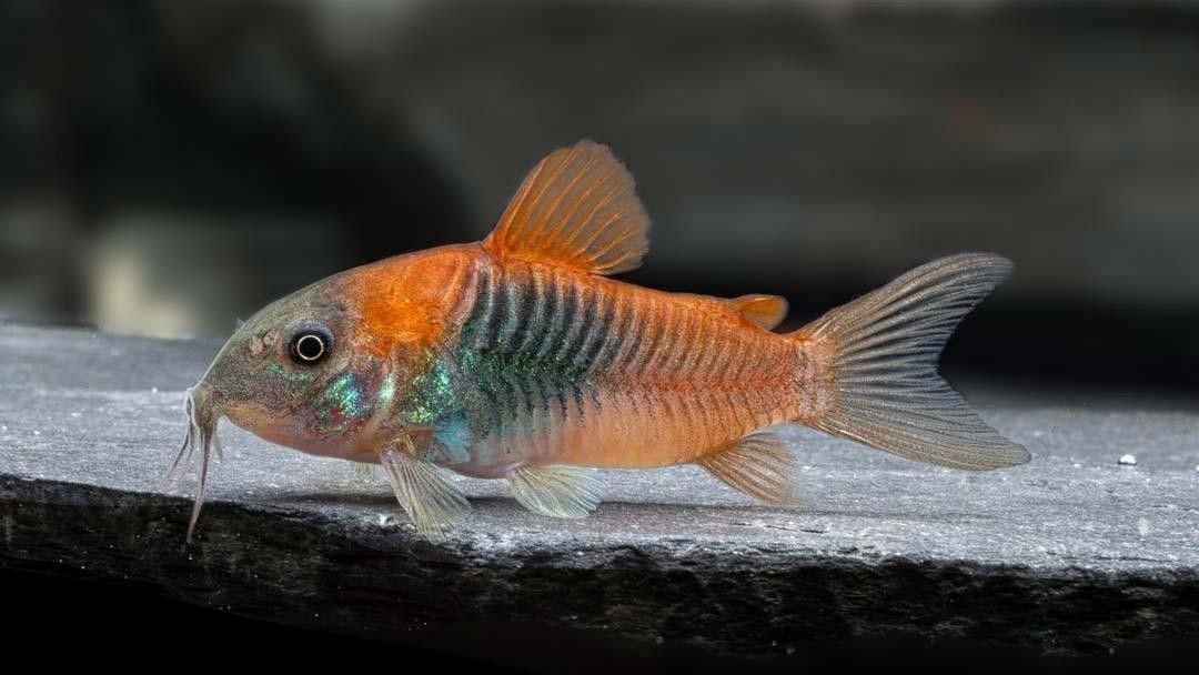 Red Sailfin Venezuelan Corydoras Catfish Live 4-Pack