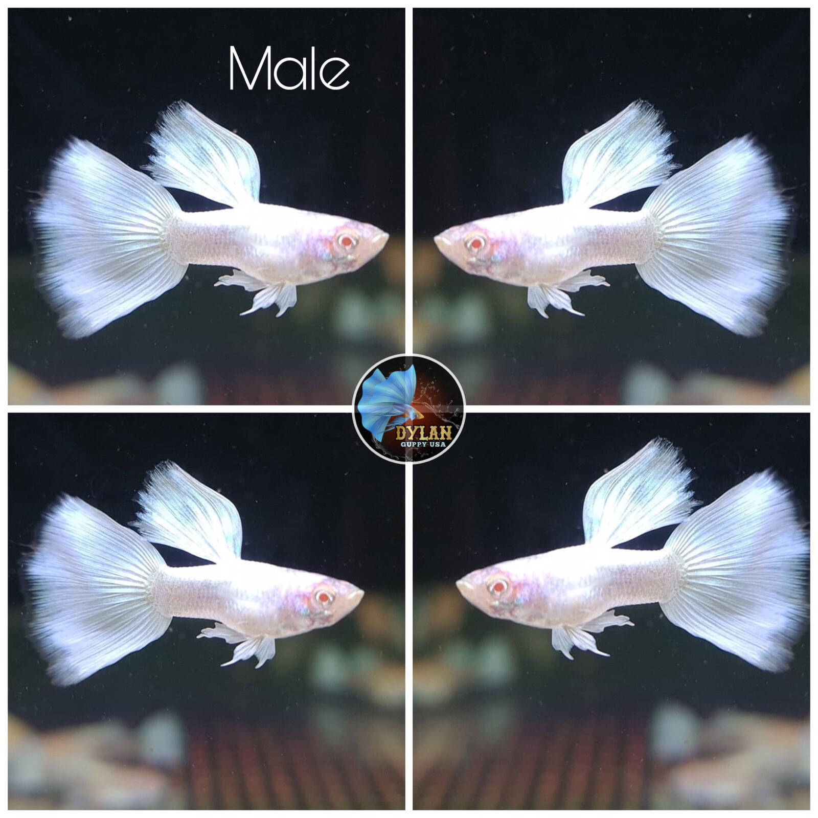 1 Trio - ABINO WHITE PLATINUM Guppies- High Quality Live Guppy Fish - USA SELLER 1 Trio - ABINO WHITE PLATINUM Guppies- High Quality Live Guppy Fish - USA SELLER