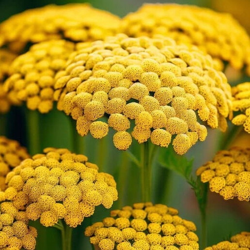Gold Yarrow Seeds | Heirloom / Non-GMO | | Seed Store | 1266 Gold Yarrow Seeds | Heirloom / Non-GMO | | Seed Store | 1266