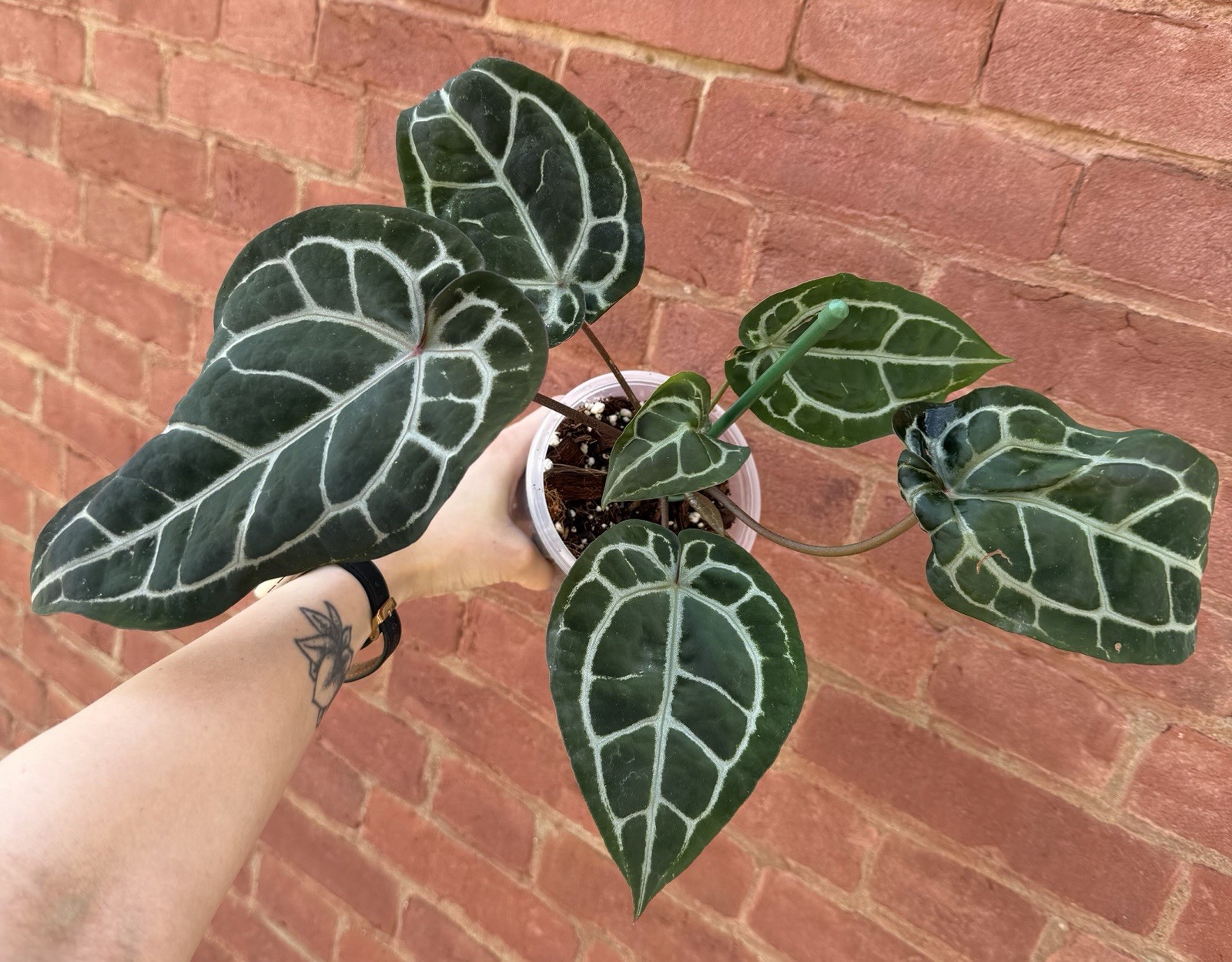 Anthurium Doc Block ‘Michelle’ - Exact Plant - Large Established Plant
