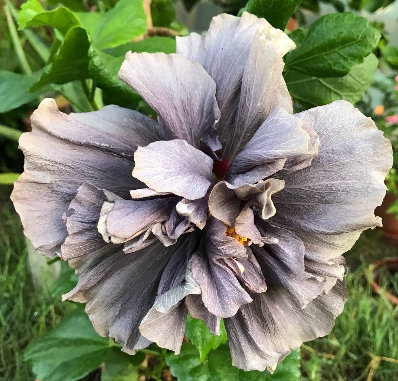 Unique/rare European hibiscus Moorea - 3 cuttings, no roots Unique/rare European hibiscus Moorea - 3 cuttings, no roots