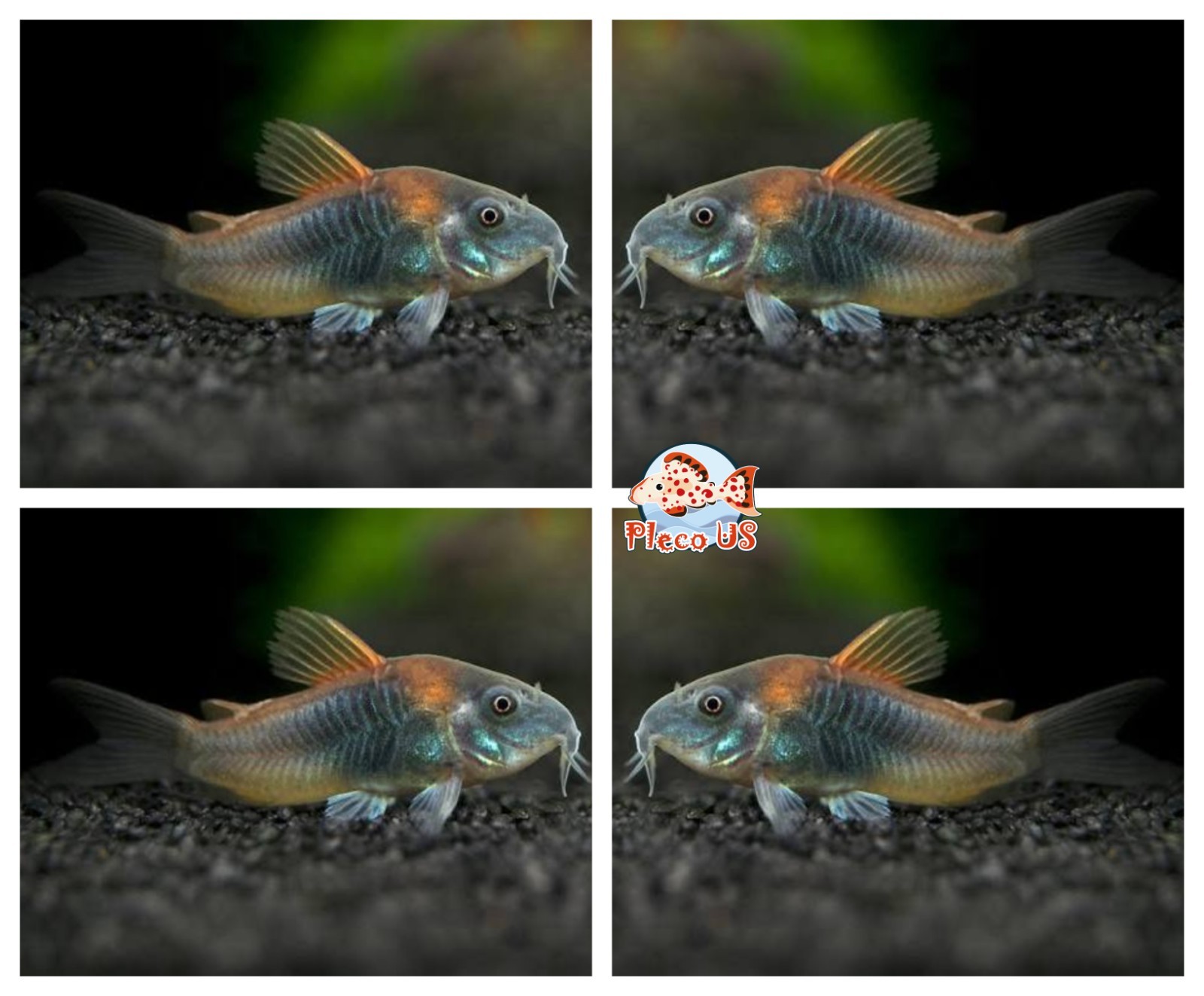 X5 Orange Venezuelan Cory- Live Fish -  USA Seller