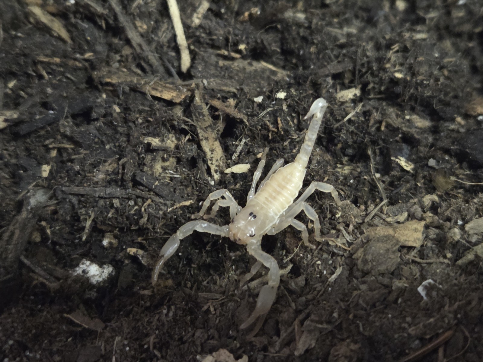 Live ASIAN FOREST SCORPION : Captive BRED