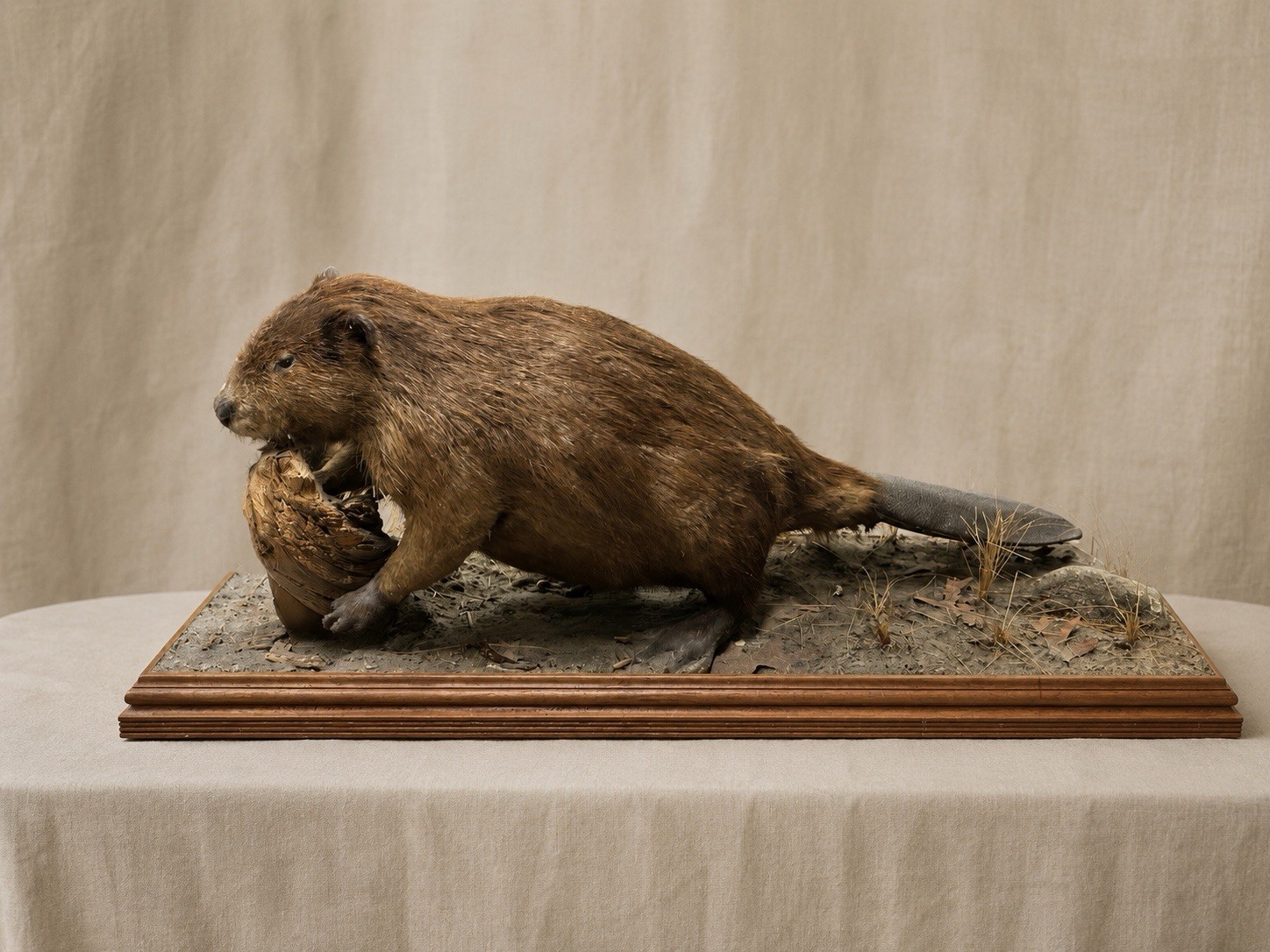 Beaver Taxidermy Log Mount Wood Plaque Antique NYC Historical Beaver Taxidermy Log Mount Wood Plaque Antique NYC Historical