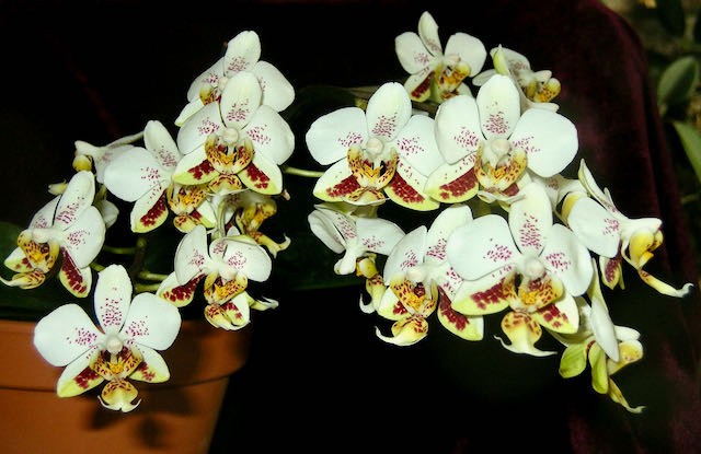 Phalaenopsis stuartiana | mottled foliage | SapphireChild Orchids