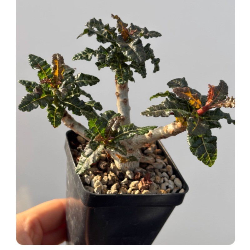 Cactus Succulent Plant Boswellia nana Garden Beautiful Plant