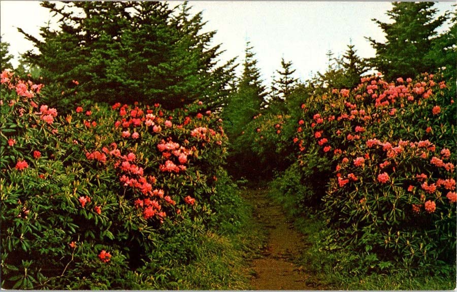 Roan Mountain TN postcard RHODODENDRON GARDENS ON MOUNTAIN TRAIL 9/12 AW0473