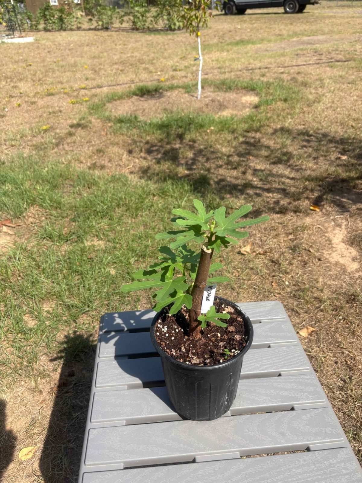 Stella Fig Tree Well Rooted 8\