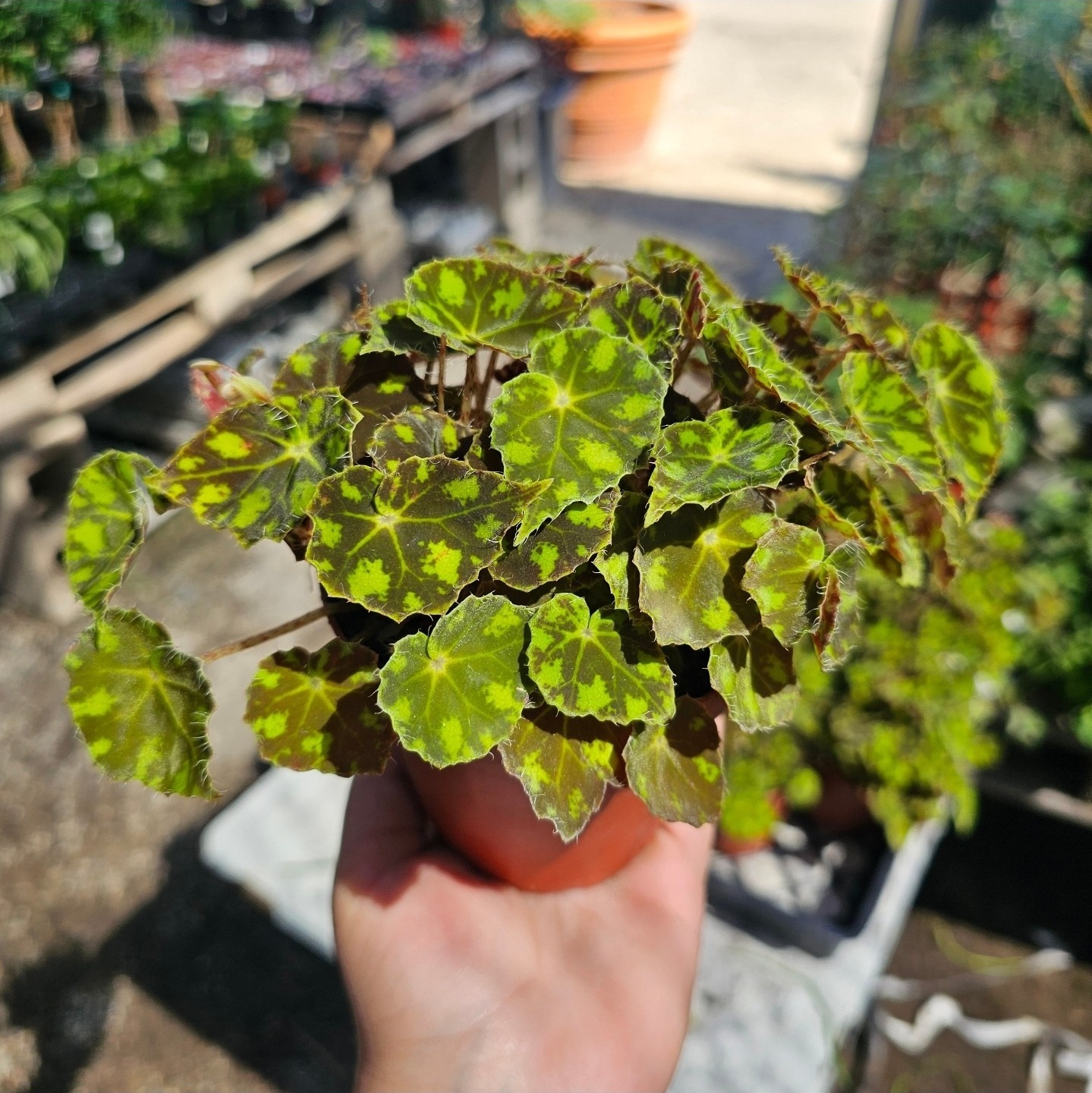 Begonia Tiger Paws | Rare Begonia | 4in pot