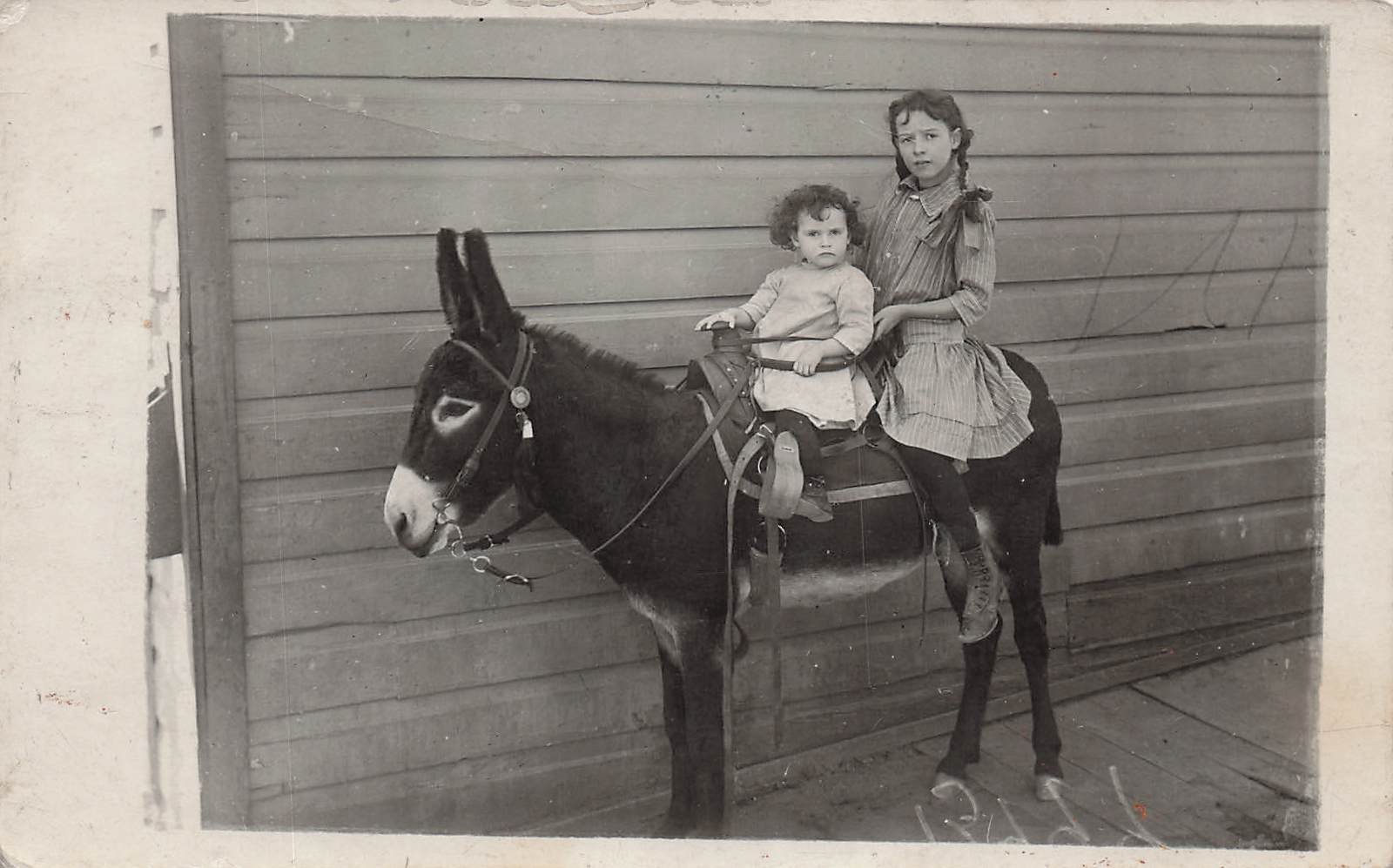 Antique Rural Farm Photo Two Girls Riding Saddle Donkey Sassy RPPC Postcard 24A