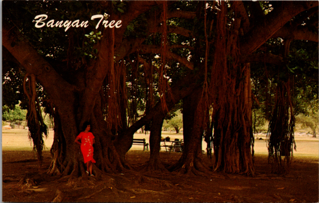 Lahaina Maui HI Banyan Tree Postcard Mirro-Krome Nani Li\'i Ted Birckhead 1950s