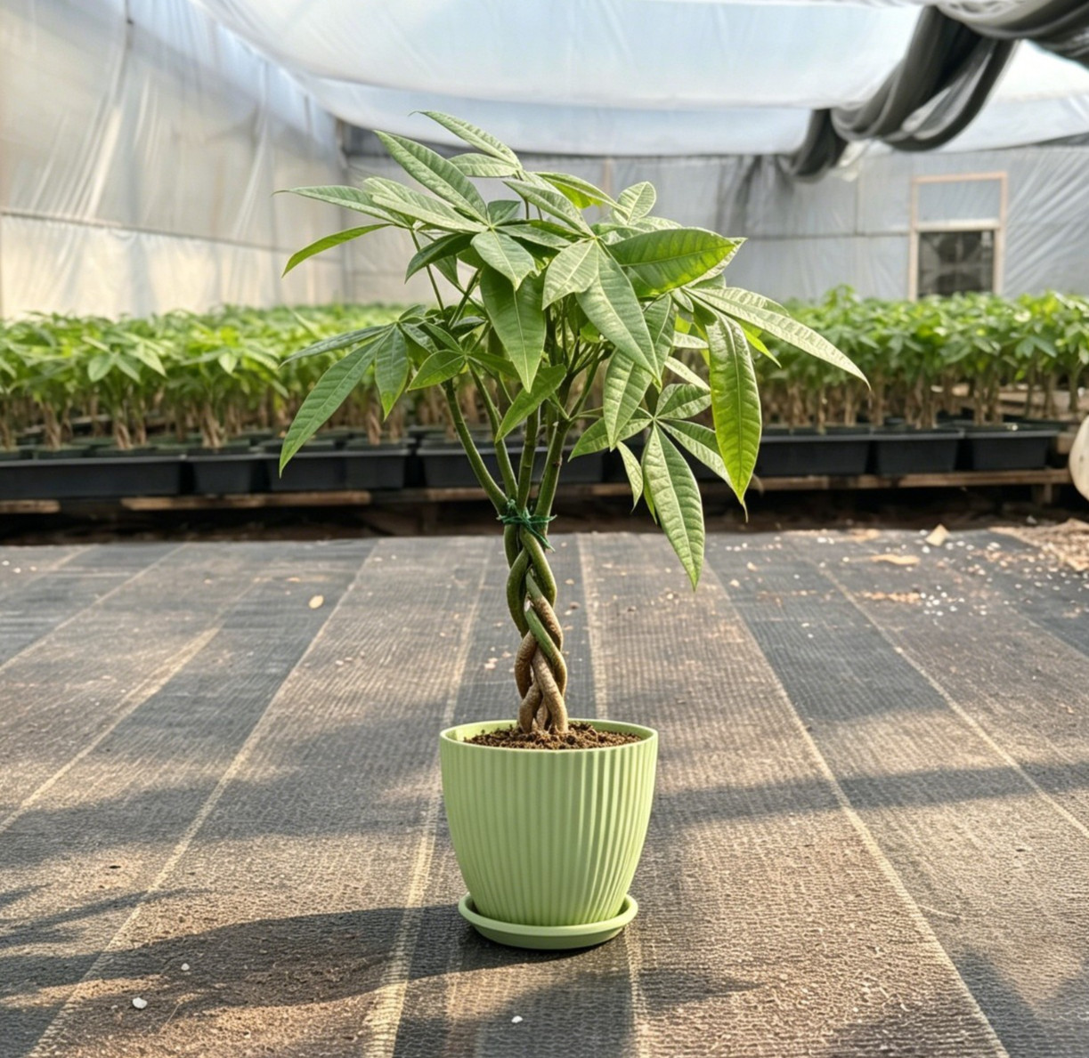 Money Tree Live Plant Value Grade