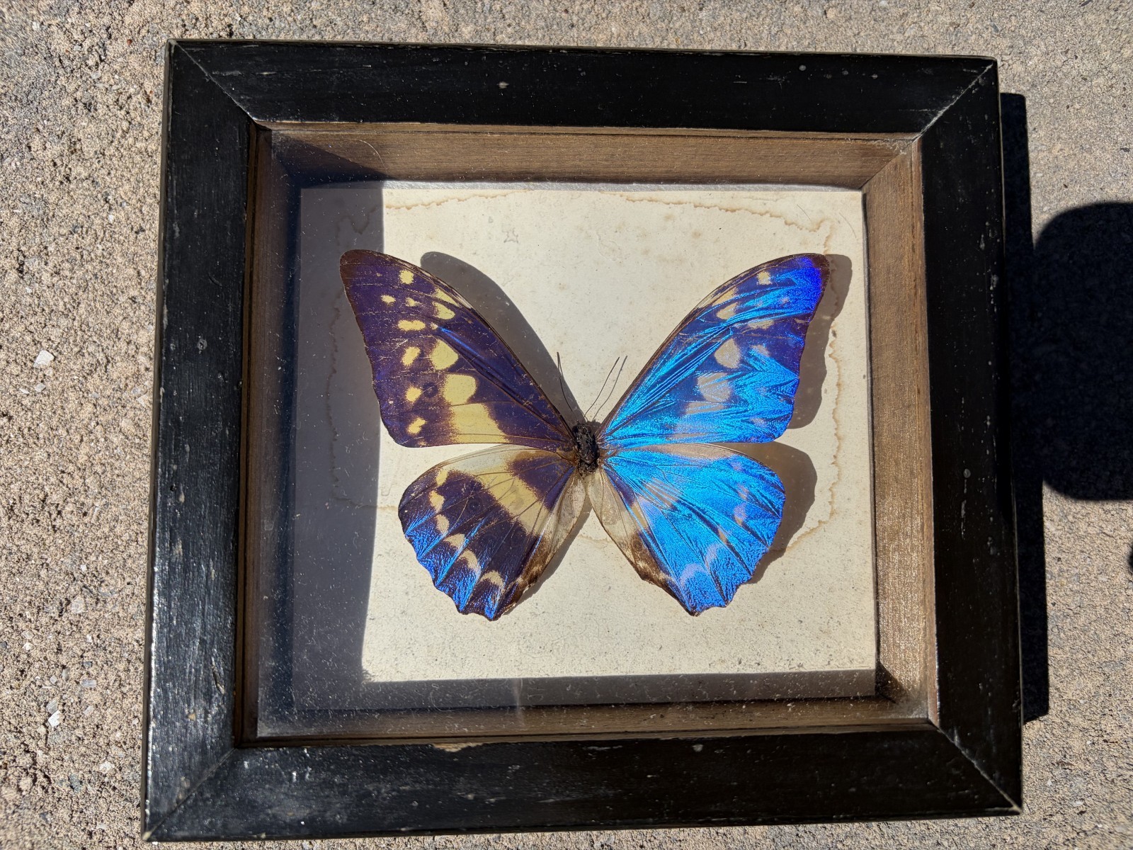 Vintage Real Blue Morpho Butterfly – Framed Specimen