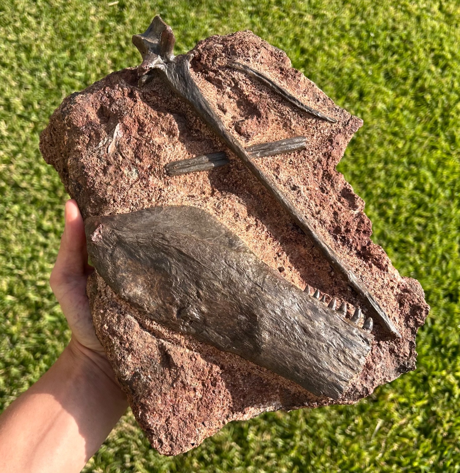 Fossil Dimetrodon Jaw Spines & Vertebrae Matrix MUSEUM QUALITY Permian Reptile Fossil Dimetrodon Jaw Spines & Vertebrae Matrix MUSEUM QUALITY Permian Reptile