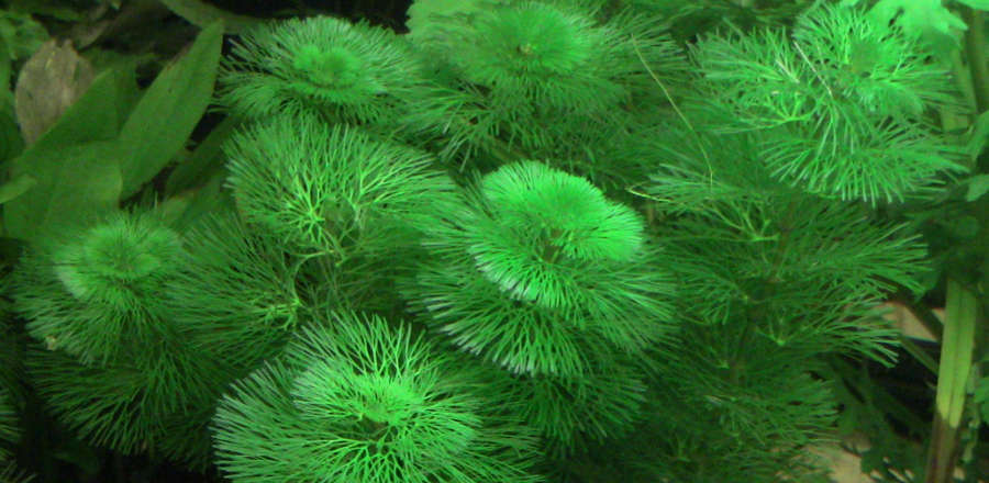 *BUY 2 Get 1 FREE* Green Cabomba Carolina Live Fish Tank Plants Aquarium Plants✅