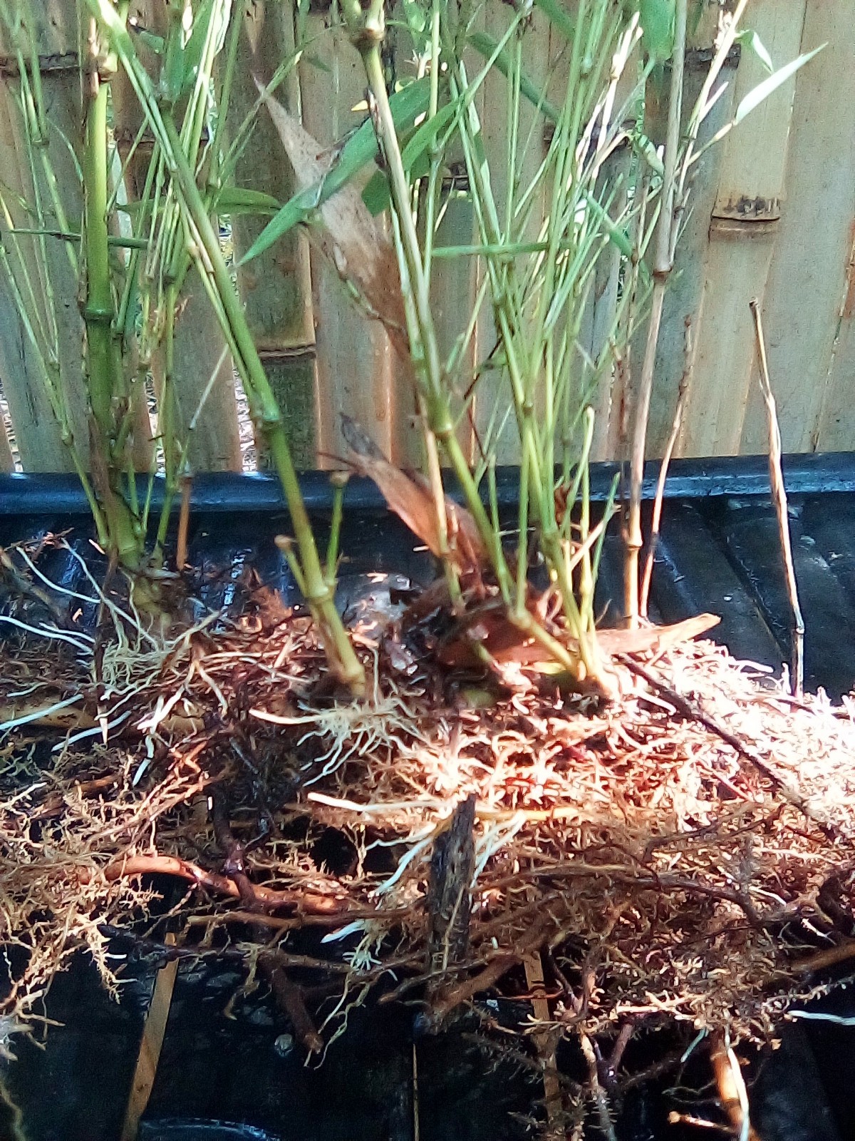 Japanese Hachiku Bamboo Live Plant Japanese Hachiku Bamboo Live Plant