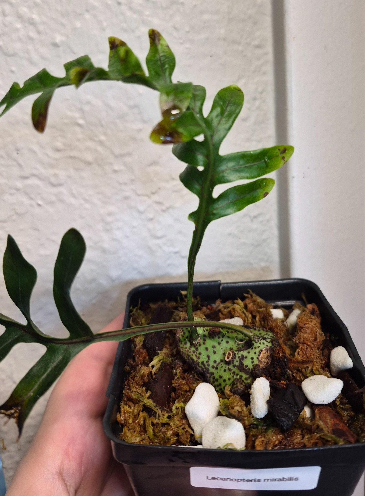 VERY RARE Lecanopteris mirabilis lightly rooted with new leaf forming