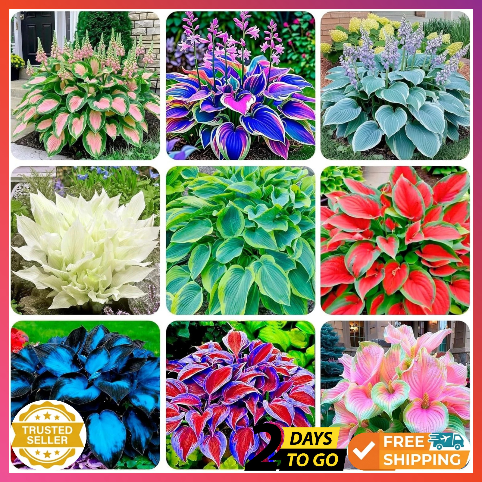 310+ Mixed Color Hosta Seeds for Planting - Hostas Seeds Rare Perennial, Flower