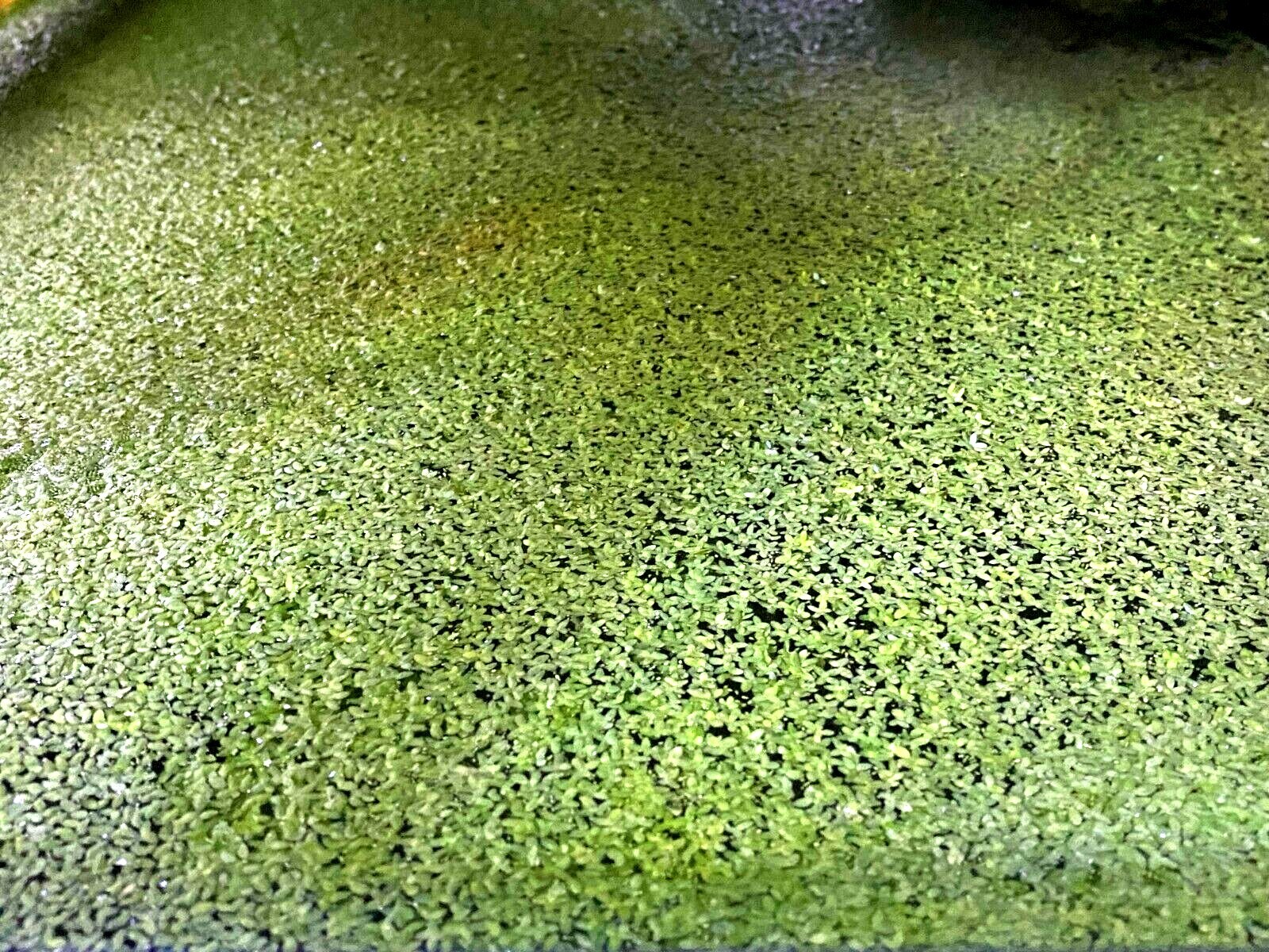 *BUY 2 GET 1 FREE* 2000+ Duckweed Lemna Minor Easy Live Aquarium Floating Plant✅ *BUY 2 GET 1 FREE* 2000+ Duckweed Lemna Minor Easy Live Aquarium Floating Plant✅