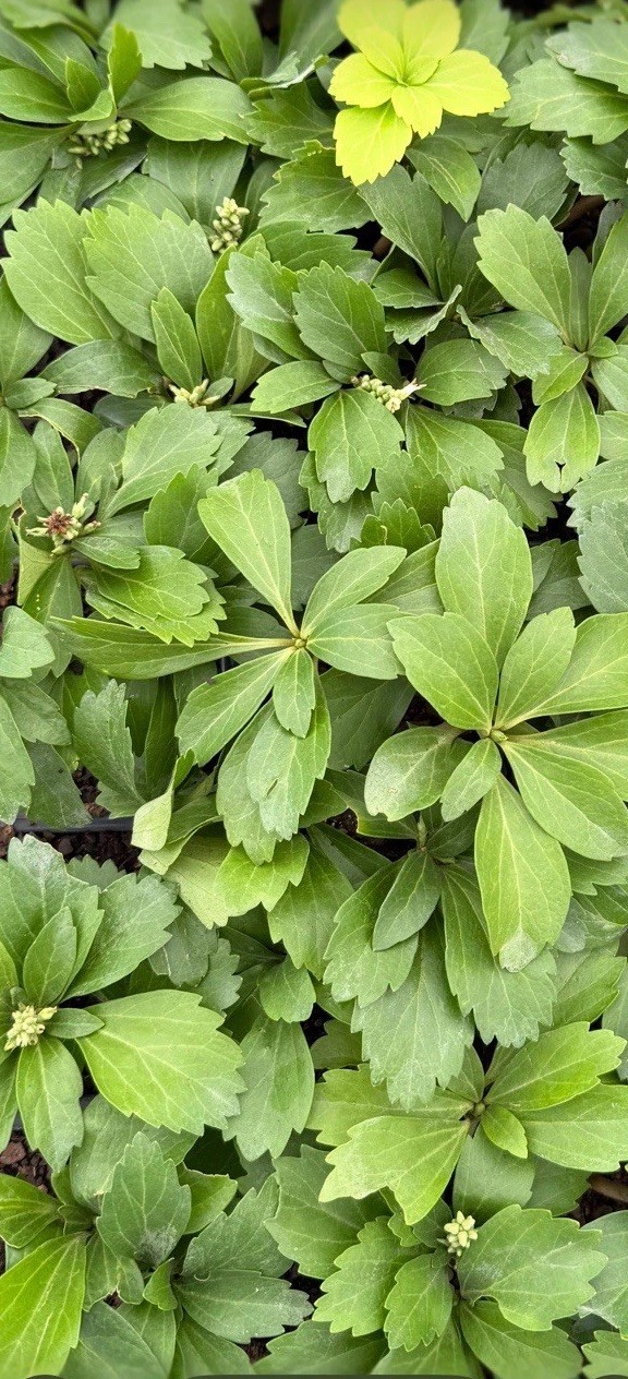 Pachysandra Terminalis 1,000 Rooted Plants Pachysandra Terminalis 1,000 Rooted Plants