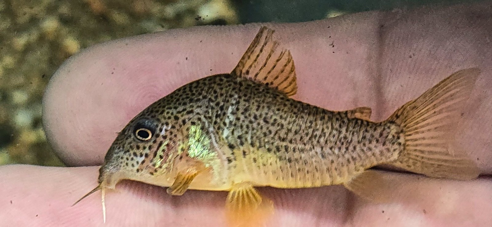 Hoplisoma apiaka - Rare brazilian cory