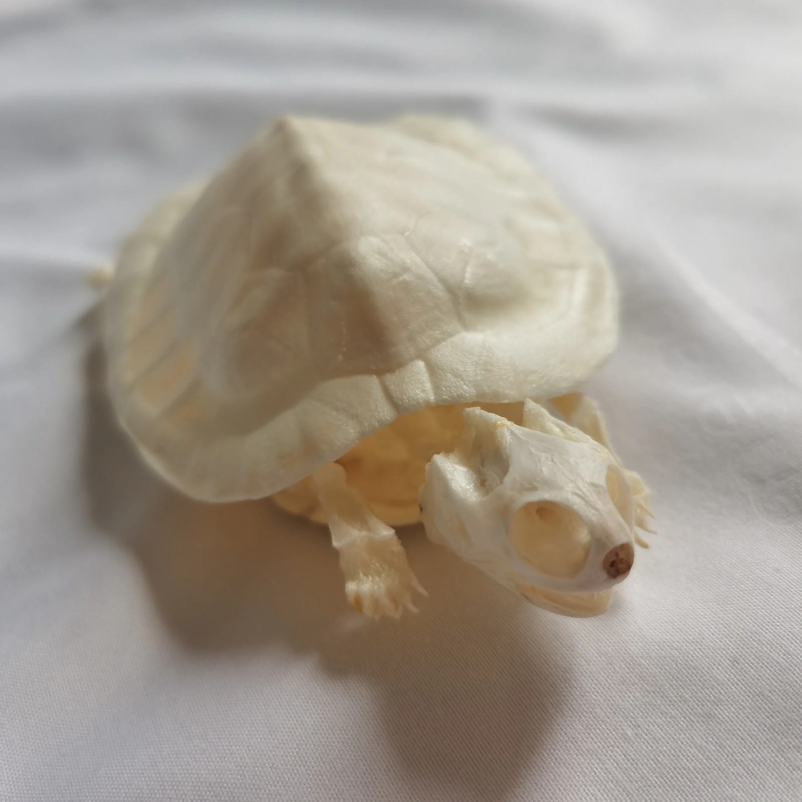 Real Tortoise Skeleton - Taxidermy Specimens Turtle Bones for DIY Collectibles